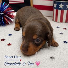 Jasmine - Chocolate and tan female Dachshund puppy in Brandon, Mississippi from A & N Kennels