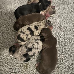 Plum - Blue merle female Miniature Australian Shepherd puppy in Norco, California from Joyfulpuppies