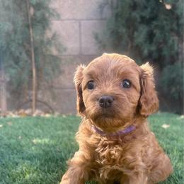 Winnie - Red female Cavapoo puppy in Gilbert, Arizona from Cavapoo Lifestyle