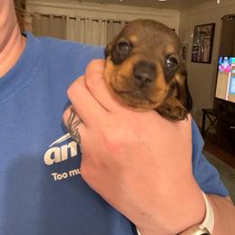 White Collar - Red female Dachshund puppy in La Pine, Oregon from RoseDox Dachshunds