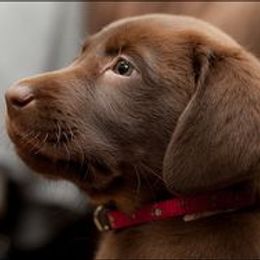 Labrador Retriever Puppies from Belquest Labradors