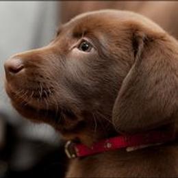 Labrador Retriever Puppies from Belquest Labradors