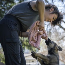 German Shepherd Puppies from Agrestal German Shepherds