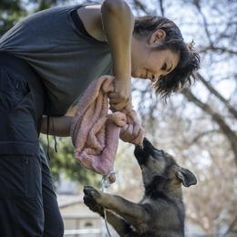 German Shepherd Puppies from Agrestal German Shepherds