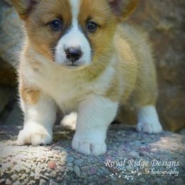 Pembroke Welsh Corgi Puppies from Royal Ridge Corgis