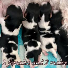 Biewer Terrier puppies from Dunes Pups