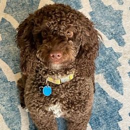 Zelda - Australian Labradoodle