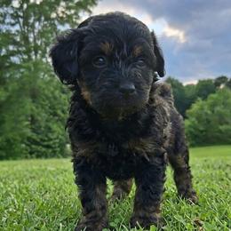 Chloe - Black and tan female Companion Cross puppy in Macon, Georgia from Shipoo Lane