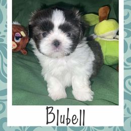 Shih Tzu Puppies from Lavender Lane Tzus