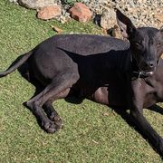 Xoloitzcuintli from Barefoot Xoloitzcuintle