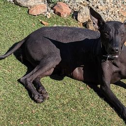 Xoloitzcuintli from Barefoot Xoloitzcuintle