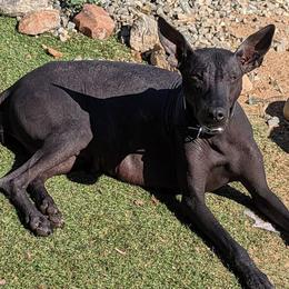 Xoloitzcuintli from Barefoot Xoloitzcuintle