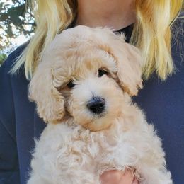 Poodle puppies from Doodles-by-Delilah