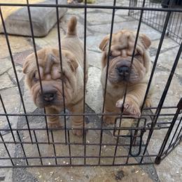 Boy 2 - Red fawn male Chinese Shar-Pei puppy in Fairfield, Texas from Majesty SharPei