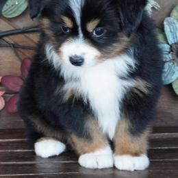 Girl 2 - Black tri female Miniature Australian Shepherd puppy in Lawton, Oklahoma from Lindsey’s Aussies