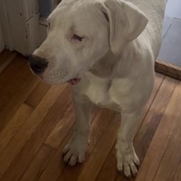 Vixen - White female Dogo Argentino puppy in New York from La Historia Dogo