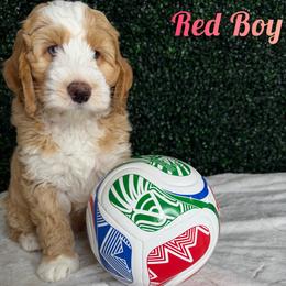 Boy 2 - Red male Bernedoodle puppy in Modesto, California from Two Doods Doodles