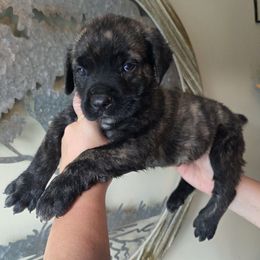 Yellow - Black brindle male Cane Corso puppy in Yale, Michigan from Titan Farms