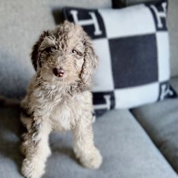 Goldendoodle Puppies from Moon Goldendoodles