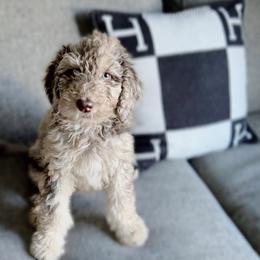 Goldendoodle Puppies from Moon Goldendoodles