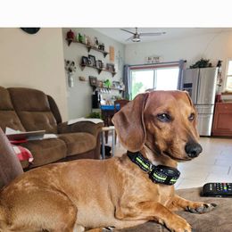 Peanut - Dachshund