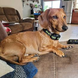 Peanut - Dachshund