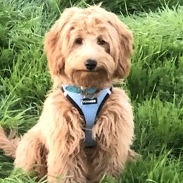 Goldendoodles from Ginger Rose Doodles Pups