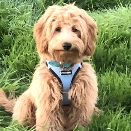 Goldendoodles from Ginger Rose Doodles Pups