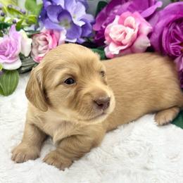 Louie - Red male Dachshund puppy in Exeter, California from Sawtooth Miniature Dachshunds
