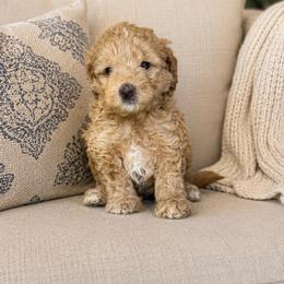 Peter barker - Red male Bernedoodle puppy in Yuciapa, California from AlltheDoodlez_