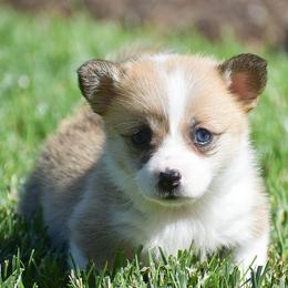 Ellie - Red female Pembroke Welsh Corgi puppy in Morgantown, Pennsylvania from GoldStar Corgis (License Number 18519)