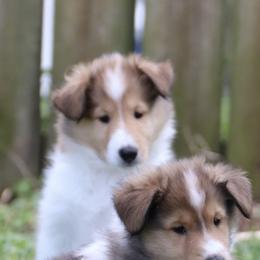 Collies from Garlind Ridge Collies