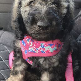 Goldendoodles from RT doodles