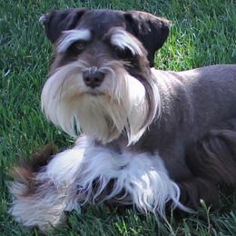 Miniature Schnauzer puppies from Rpuppies