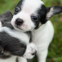 Ace - Black and white male Chihuahua puppy in Amity, Pennsylvania from Rhoda and Verna