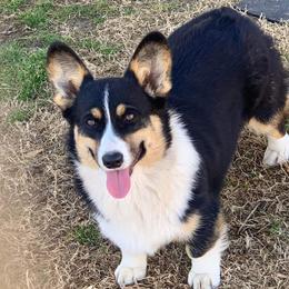 Lilliann - Pembroke Welsh Corgi