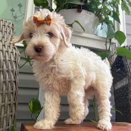 Dancing Queen - Cream female Labradoodle puppy in Camden, North Carolina from Oopsie Doodles of NC