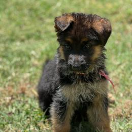 Pink - Black and red female German Shepherd puppy in Sacramento, California from Von Blackwolf German Shepherds