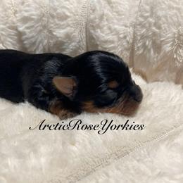 Pup - male Yorkshire Terrier puppy in Alaska from Arctic Rose Yorkies