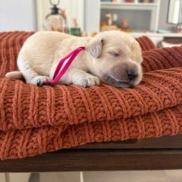 Dark pink - Cream female Goldendoodle puppy in Brooksville, Florida from Abby’s Standard Goldendoodles