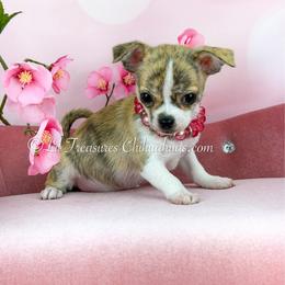 Hey Jude - Black sabled fawn female Chihuahua puppy in Anderson, South Carolina from Lil Treasures Chihuahuas