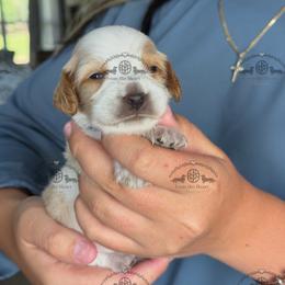 Mr. Blue-2400 - Piebald male Dachshund puppy in Ocala/Gainesville, Florida from From the Heart Doxies