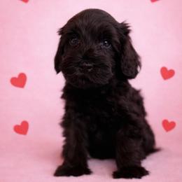 Teeny - Black male Australian Labradoodle puppy in Londonderry, New Hampshire from Granite State Labradoodles