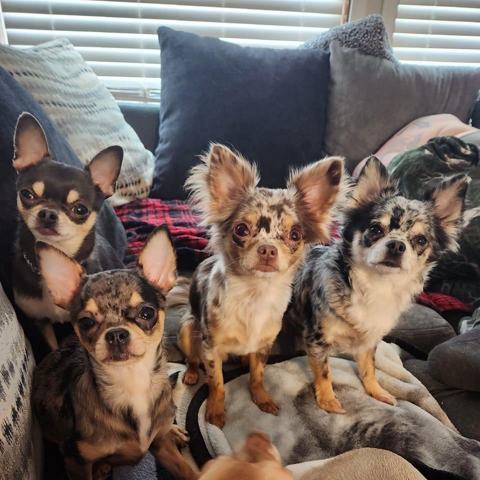 Paw's & Awe's Chihuahuas in Ohio Chihuahua puppies Good Dog