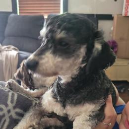 Rocket - Poodle