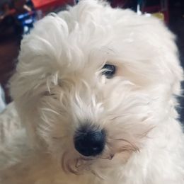 Bracha - Coton de Tulear