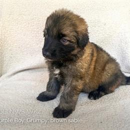 Grumpy (Purple) - Fawn sable male Shiloh Shepherd puppy in Vancouver, Washington from North By Northwest Shilohs “NBN”