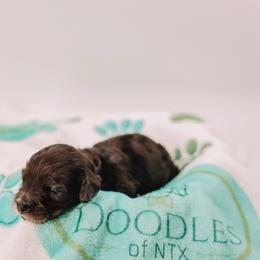 Green Boy - Merle male Cavapoo puppy in Mckinney, Texas from Doodles of North Tx
