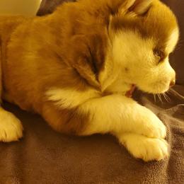 Siberian Husky Puppies from Xk siberians