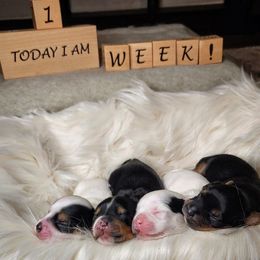 Yorkshire Terrier Puppies from Bitter Sweet Yorkies